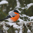 Eurasian Bullfinch (male)