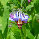 Snowberry Clearwing moth