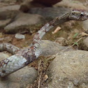 Blunt headed slug snake