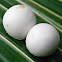 gecko eggs