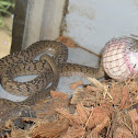 Rhombic Egg-Eater