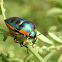 Rainbow Shield Bug