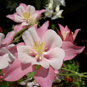 Columbine