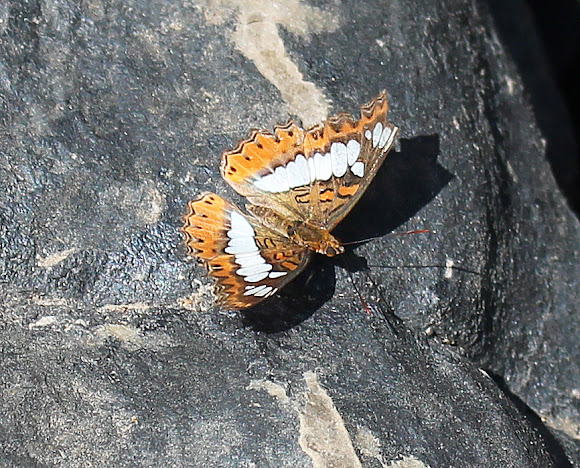Spotting Image 1