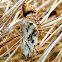Variegated Fritillary Chrysalis