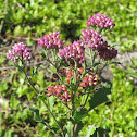 Salt-marsh Fleabane