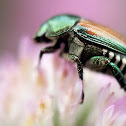 Japanese beetle