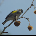 Yellow-rumpled warbler
