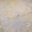 American bullfrog