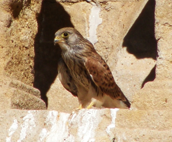 Spotting Image 1