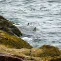 Common Eider (pair)
