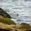Common Eider (pair)