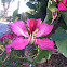 Orchid Tree
