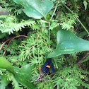 Peachtree Borer