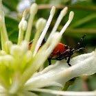 Small Milkweed Bug