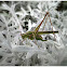 Katydid.