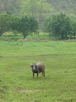 Water buffalo says ¨moo¨.