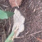 Lace-border Moth