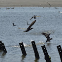 Neotropic Cormorant