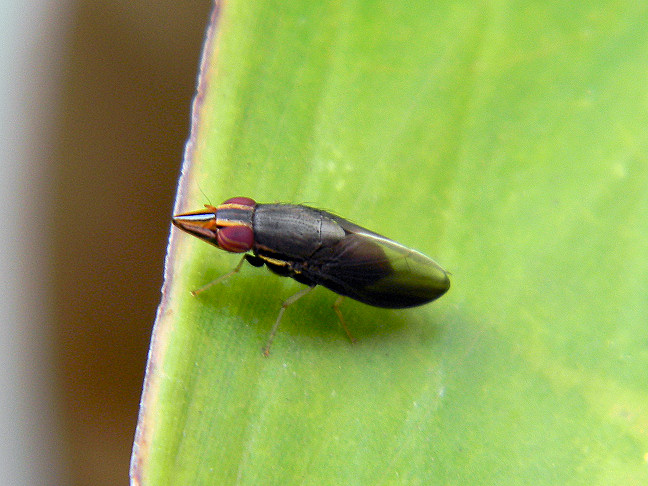 treehopper mimicking fly