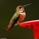 Rufous hummingbird