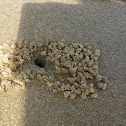 Sand balls made by a Sand bubbler crab !