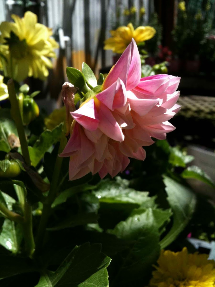 Dahlia