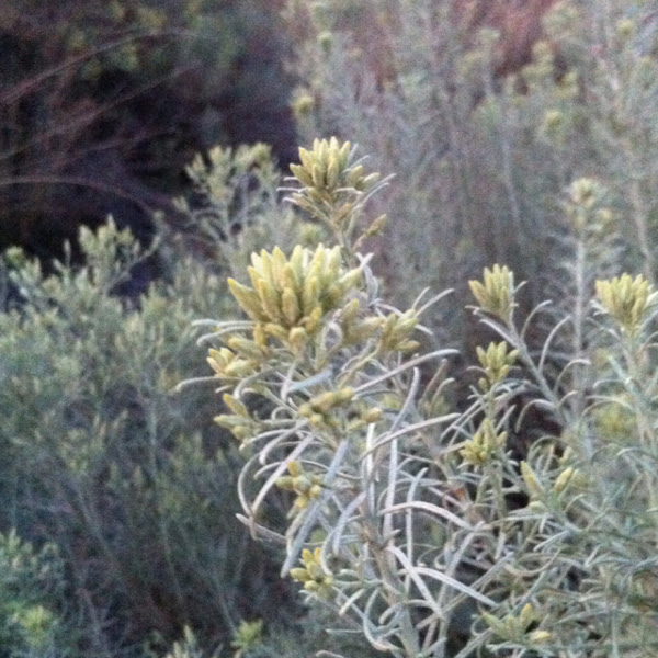 Sagebrush Project Noah