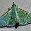 Moth...