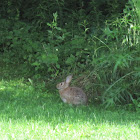 Eastern Cottontail