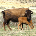 American Bison