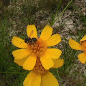 Mason Bee?