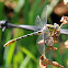Sulphur-tipped Clubtail