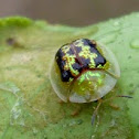 Green Tortoise Beetle