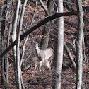 White Tailed Deer