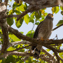 Roadside Hawk