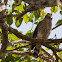 Roadside Hawk