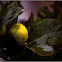 Lemon Tree