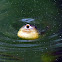 American Bullfrog (tadpole)