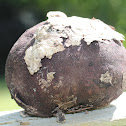 Giant Puffball
