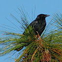 American Crow