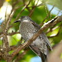 Little Wattlebird