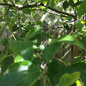 Apple tree