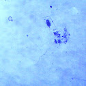 Copepod