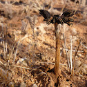 Desert fungi