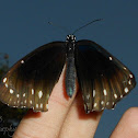 Common Crow