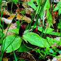Toad Trillium