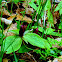 Toad Trillium
