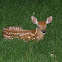 White-tailed Deer Fawn