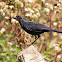 Blue Whistling-Thrush